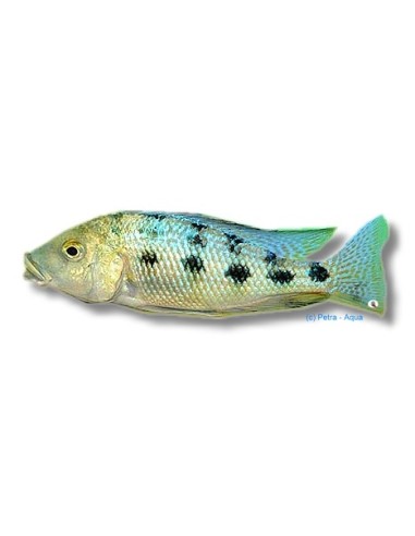 FOSSOROCHROMIS ROSTRATUS 4-5CM