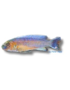 LABEOTROPHEUS TREWAVASAE 4-5CM