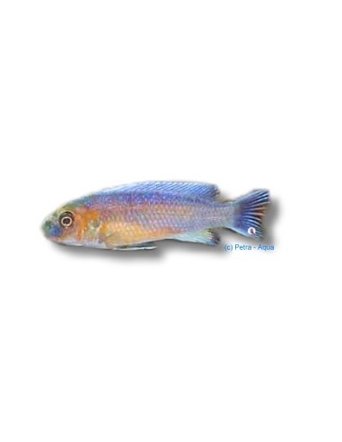LABEOTROPHEUS TREWAVASAE 4-5CM