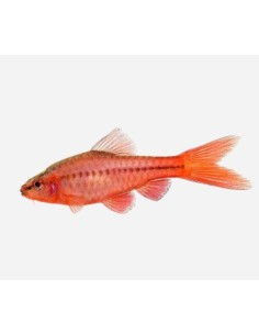 PUNTIUS TITTEYA 2-2,5CM