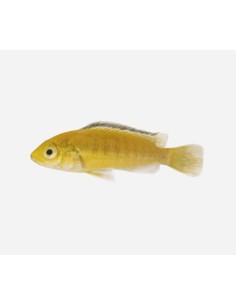 LABIDOCHROMIS CAURELEUS 4-5 CM