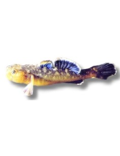 CHLAMIDOGORIUS EREMIUS GOLD 3-4CM