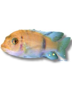 PSEUDOTROPHEUS ZEBRA OB 4-5CM