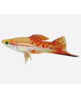XIPHO SURTIDO 4-5CM