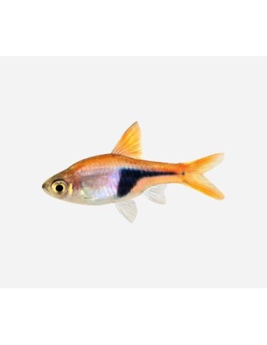 ARLEQUIN - RASBORA HETEROMORPHA 2-2,5CM