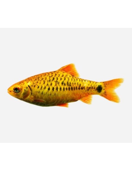 BARBUS/PUNTIUS SCHUBERTI 2-2.5