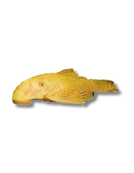 ANCISTRUS GOLD 3-4CM