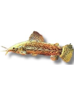 HOPLOSTERNUIM/MEGALECHIS  THORACATA 4-4