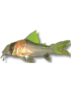 CORYDORAS ADOLFOI 2,5-3