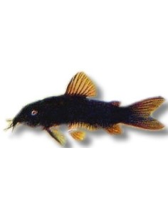 CORYDORAS AENEUS BLACK VENEZUELA 2,5CM