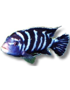 PSEUDOTROPHEUS  DEMASONI 3-4CM