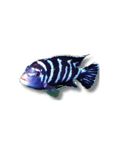 PSEUDOTROPHEUS  DEMASONI 3-4CM