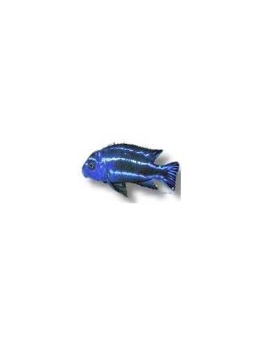 MELANOCHROMIS SP MAINGANO/CYANEORHABD