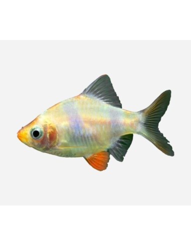 BARBUS/PUNTIUS TETRAZONA ALBIN 2-2,5