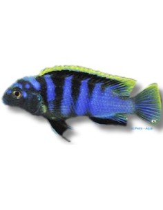 LABIDOCHROMIS SP MBAMBA 4-5CM