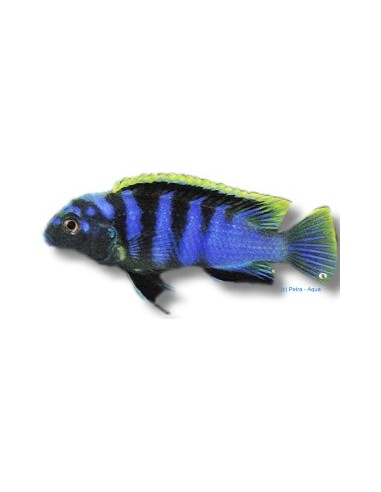 LABIDOCHROMIS SP MBAMBA 4-5CM