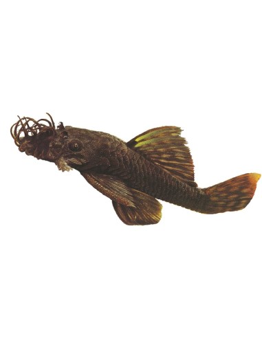 ANCISTRUS SPEC. 9-12 MALE