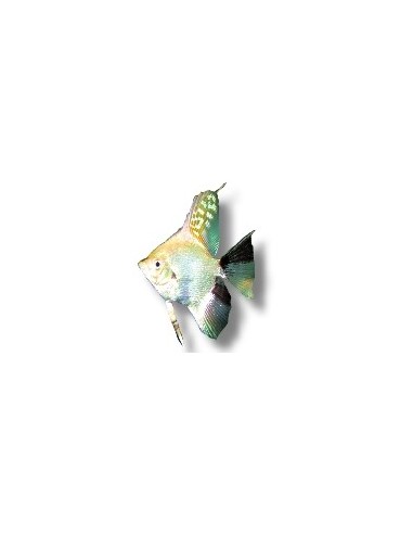 PTEROPHYLLUM SCALARE KOI DIAMON 4CM