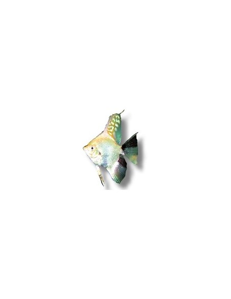 PTEROPHYLLUM SCALARE KOI DIAMON 4CM
