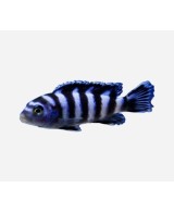 PSEUDOTROPHEUS  DEMASONI 3-4CM
