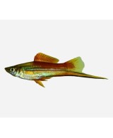 XIPHO SURTIDO 4-5CM