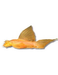 ANCISTRUS GOLD LONG FIN XXL