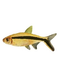 THAYERIA BOEHLKEI 2.5