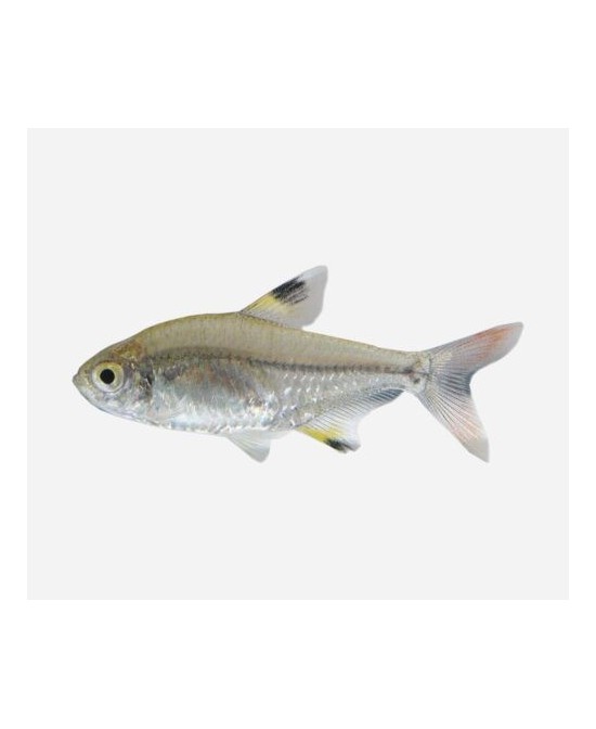 PRISTELLA MAXILLIARIS