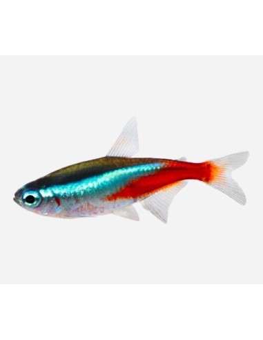 NEON INNESI XL +3CM / PARACHEIDORON INNESI