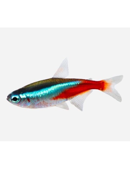 NEON INNESI XL +3CM / PARACHEIDORON INNESI
