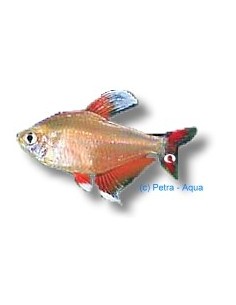 HYPHESSOBRYCON BENTOSI ROSACEUS WHITE