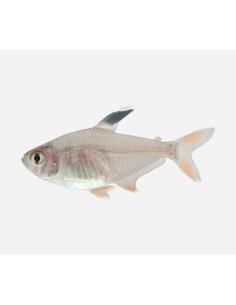 HYPHESSOBRYCON BENTOSI BENTOSI