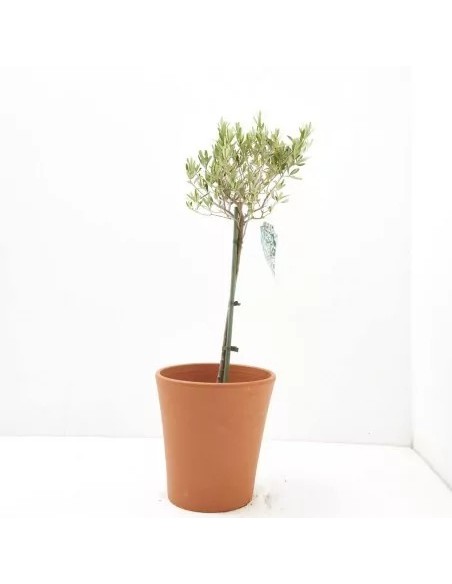 OLEA EUROPEA COPA C-30 18L