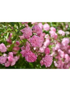 ROSA BANKSIAE ROSEA C-10 LT