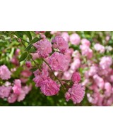 ROSA BANKSIAE ROSEA C-10 LT
