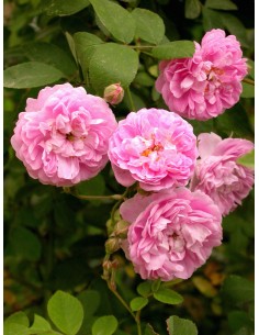 ROSA BANKSIAE ROSEA C-10 LT 2