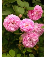 ROSA BANKSIAE ROSEA C-10 LT