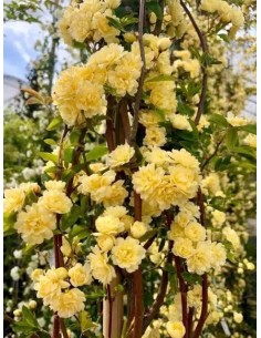 ROSA BANKSIAE LUTEA C-10 LT 2