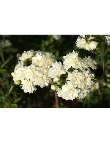 ROSA BANKISIAE ALBA C-10 LT