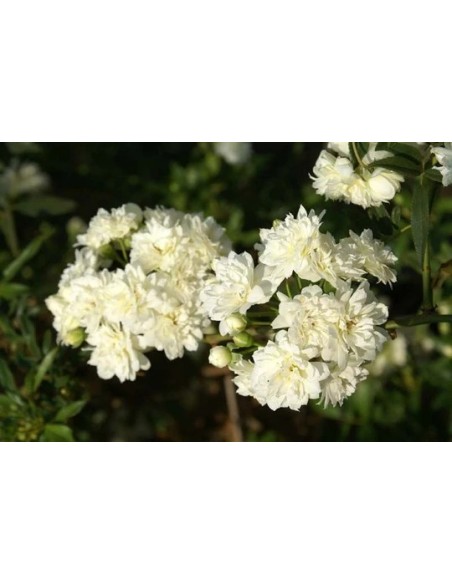 ROSA BANKISIAE ALBA C-10 LT