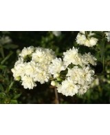 ROSA BANKISIAE ALBA C-10 LT