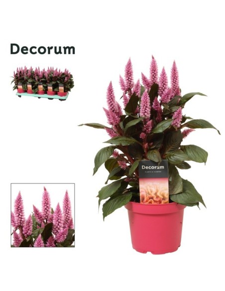 Celosia Arg Merida Pink M12 Rosa Oscuro planta ornamental color rosa oscuro