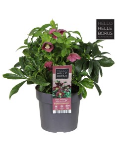 Helleborus Hello Red M17 Rojo planta ornamental resistente para jardines y terrazas