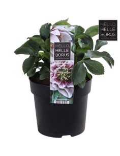 Helleborus Hello M14 Blanco planta ornamental flores blancas resistentes invierno
