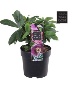 Helleborus Hello Ruby M14 Rojo Planta Ornamental con Floración Roja Duradera