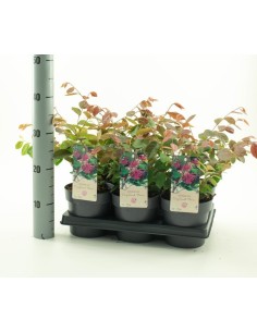 Loropetalum Daybreak Flame M15 | Arbusto ornamental con follaje púrpura y flor rosa