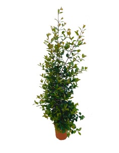 Eugenia New Port C-25 Maceta 7.5L Planta Ornamental Resistente y Decorativa