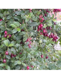 Eugenia New Port C-25 Maceta 7.5L Planta Ornamental Resistente y Decorativa 2