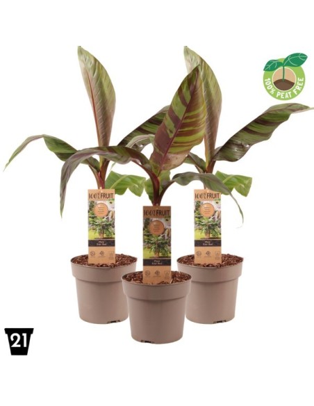 Olea Europea M17 | Olivo en maceta decorativa para jardín o terraza