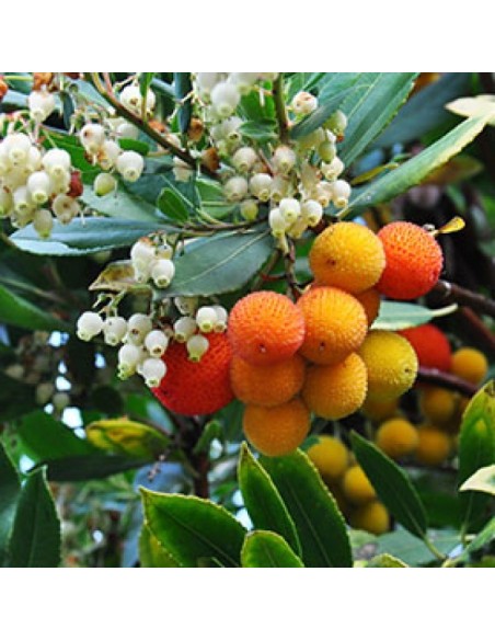 Arbutus Unedo C-25 planta ornamental madroño 7,5 litros para jardín y terraza